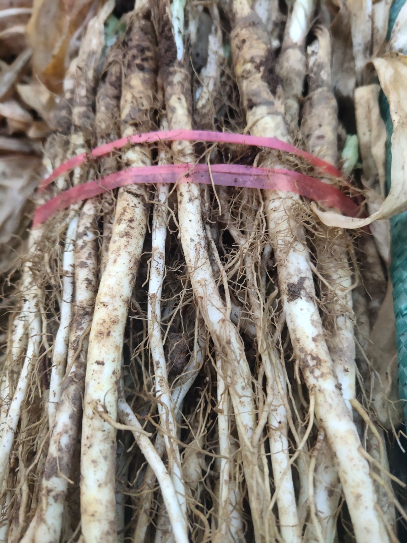 这几天种植药材季节秦艽苗大量出货需要赶紧下单了。