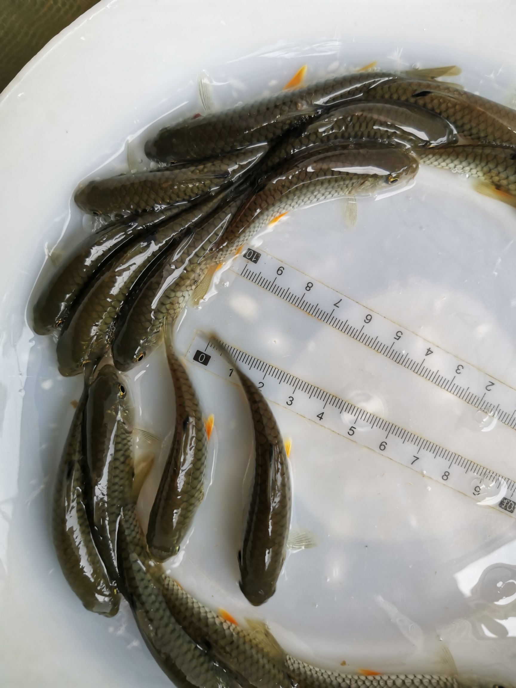 本地塘鲺  有3000斤，70-80口的本地塘虱出售