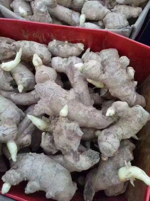 广西368姜种大量批发 专业技术指导 全国物流发货方便