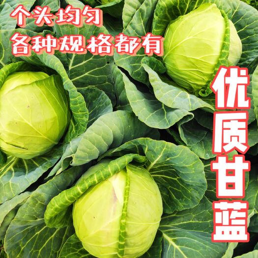 漳浦县绿包菜  福建漳州圆包菜 甘蓝 质量好 个头均匀 无红头 价