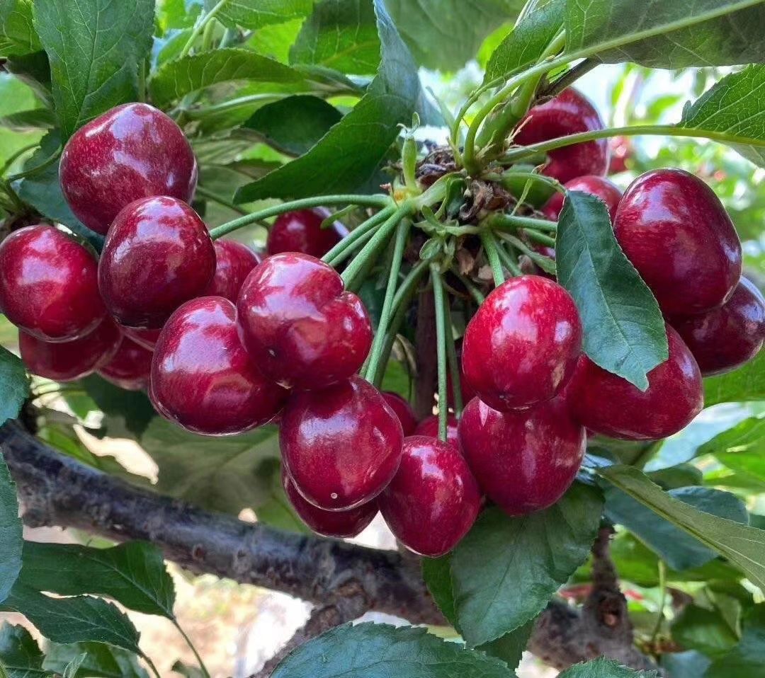 俄罗斯8号樱桃苗  自家种植嫁接  保证纯度  成活率高