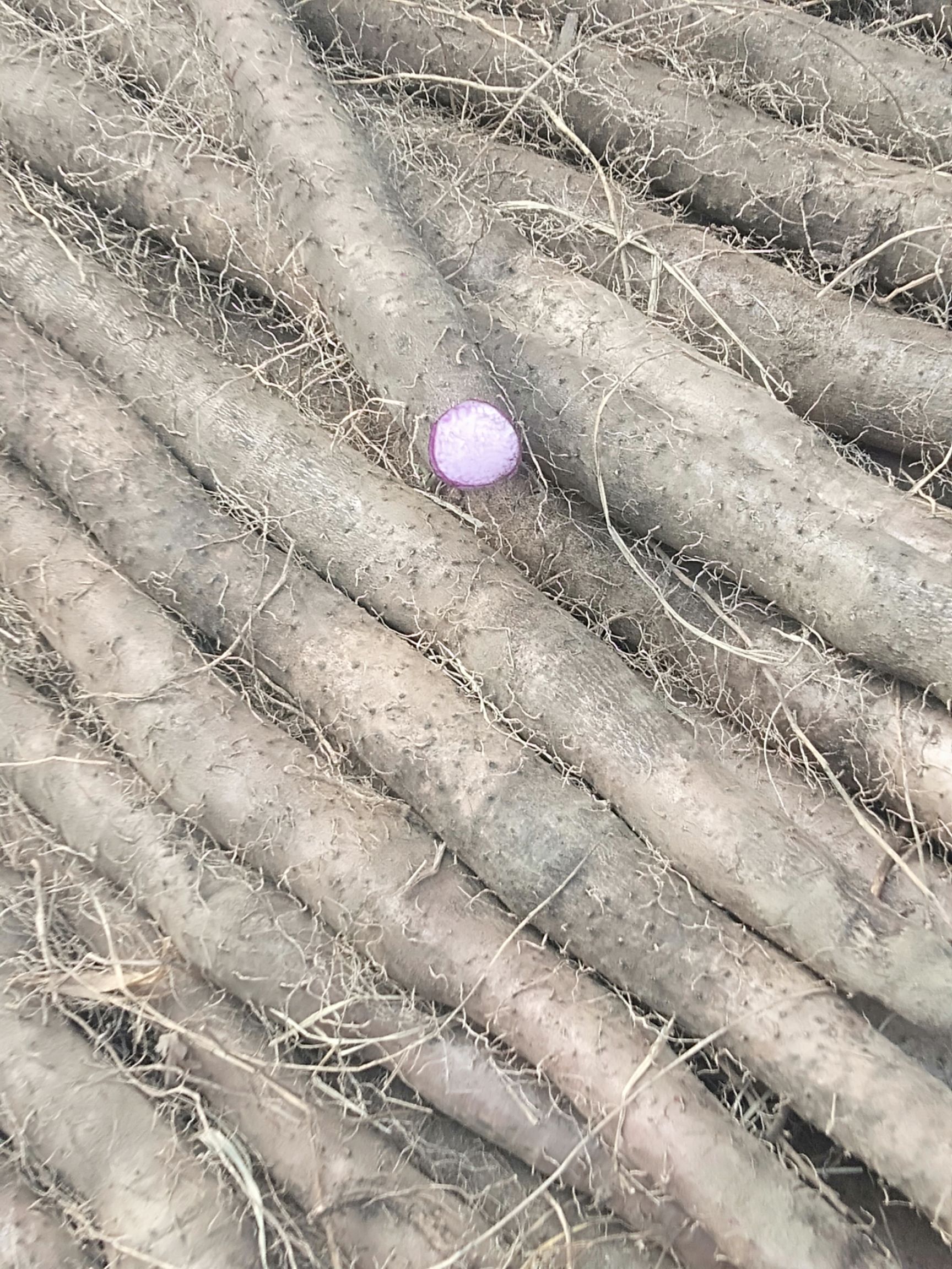 细叶紫山药，粉质靓，味道香糯，品质好