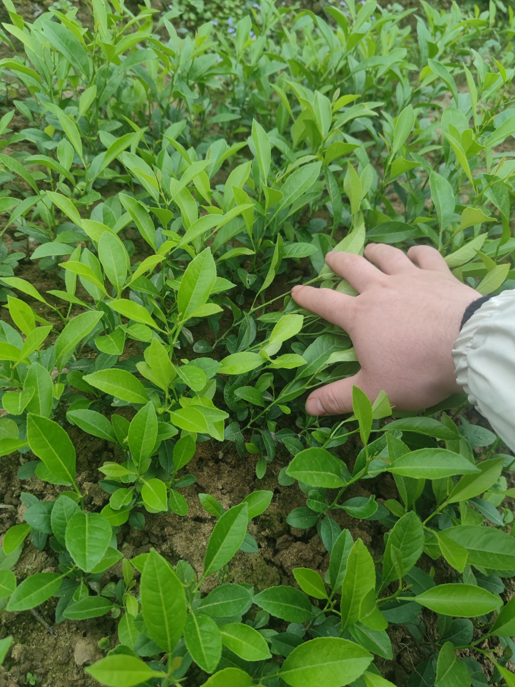 柠檬实生苗红柠檬芽苗土柠檬直生苗柠檬苗