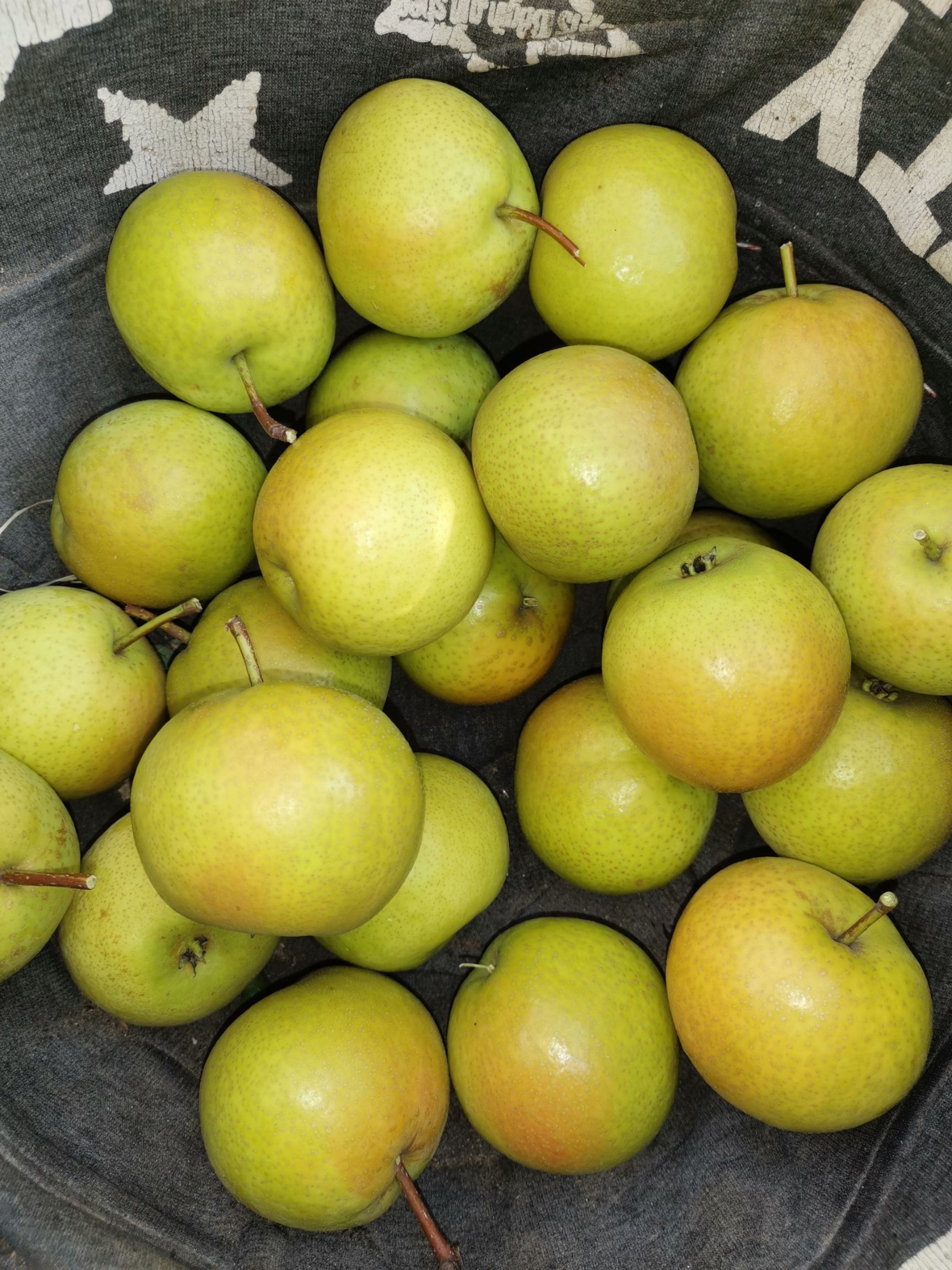 南果梨 鞍山特产 酒香多汁 产地直销一手货源大量有货