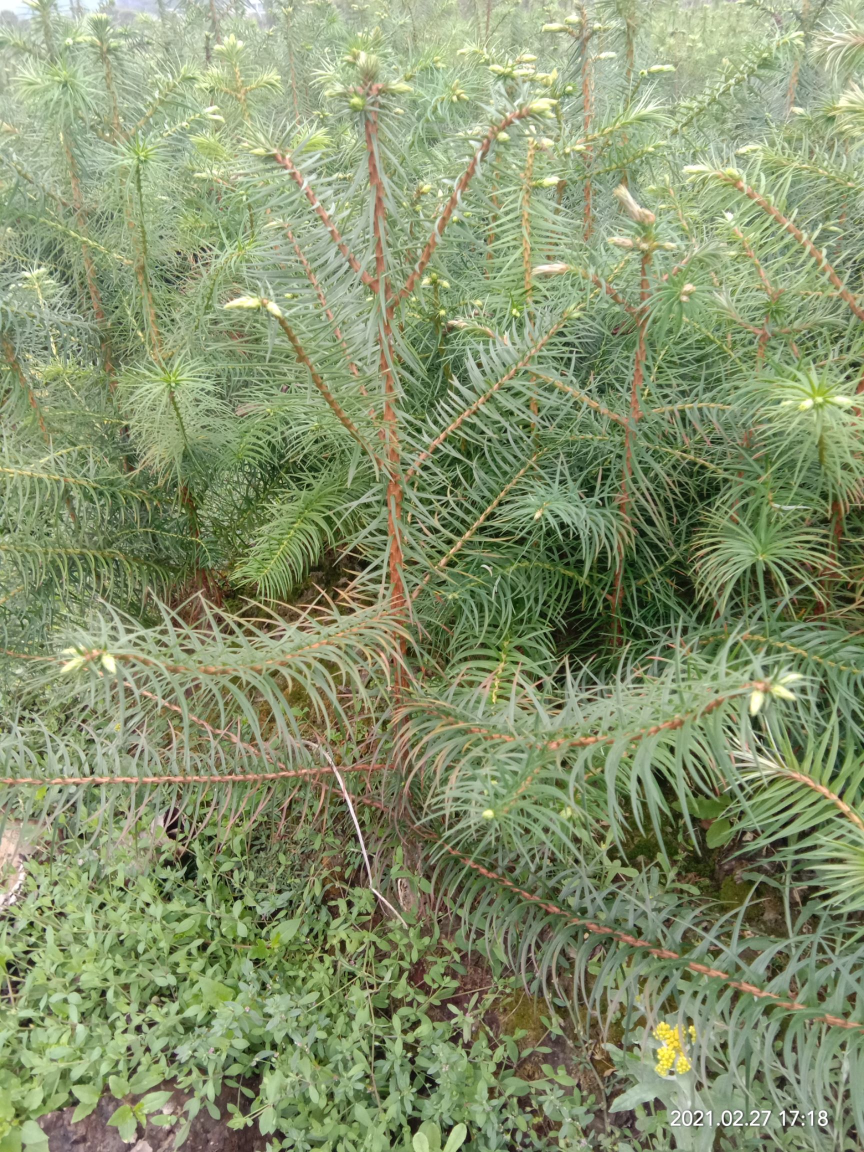 杉木树苗 供应杉木苗