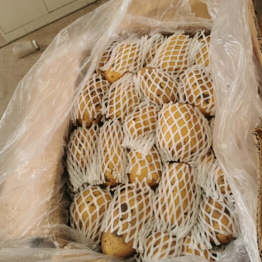 日照荷兰土豆 精品土豆大量出库，质优价廉。