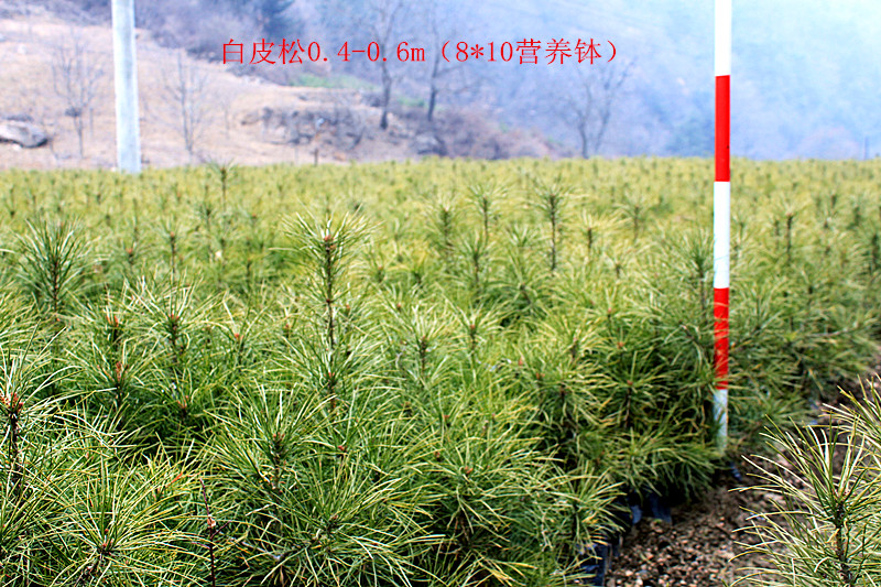 白皮松苗 白皮松，带营养钵