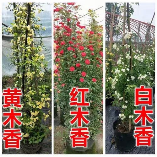 木香花苗白色，红色，黄色香味浓大小规格齐全