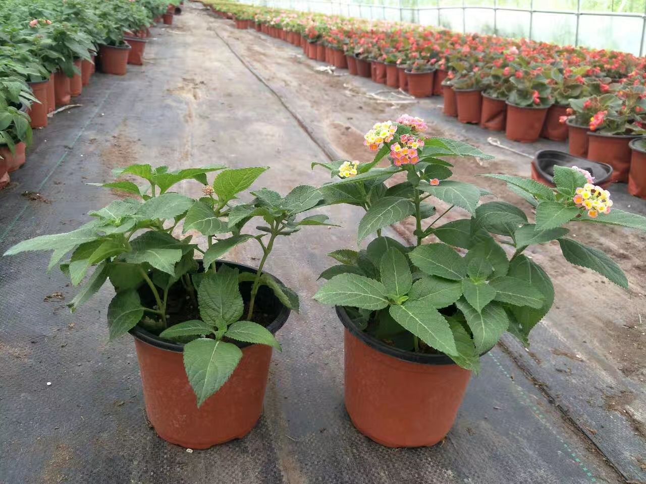 马缨丹盆栽 五色梅 黄色 红色 多种颜色，多种盆型