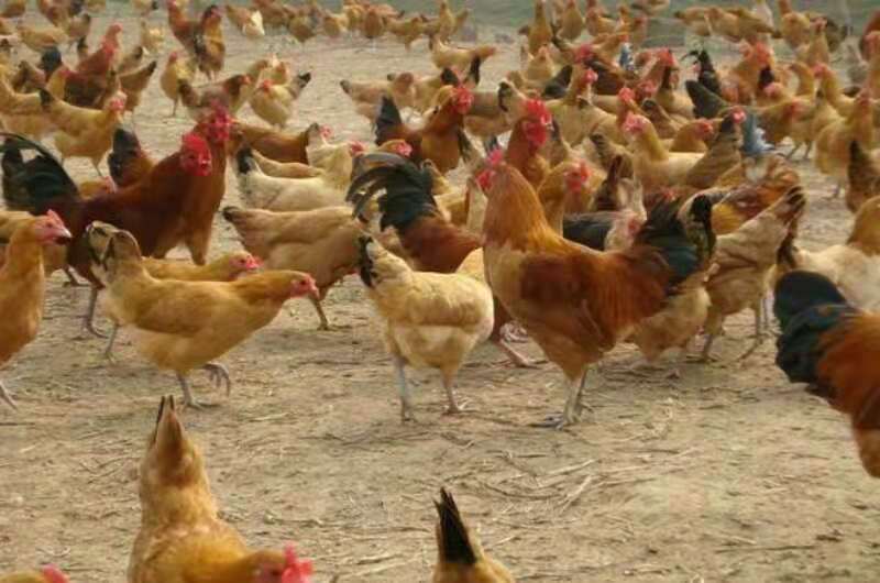 鸡苗 土鸡苗 三黄鸡脱温鸡苗专业孵化成活率高