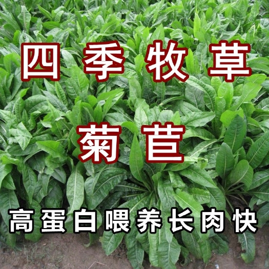 杭州将军菊苣种子大叶菊苣草多年生四季牧草种子猪牛羊鸡鸭鹅鱼草种籽