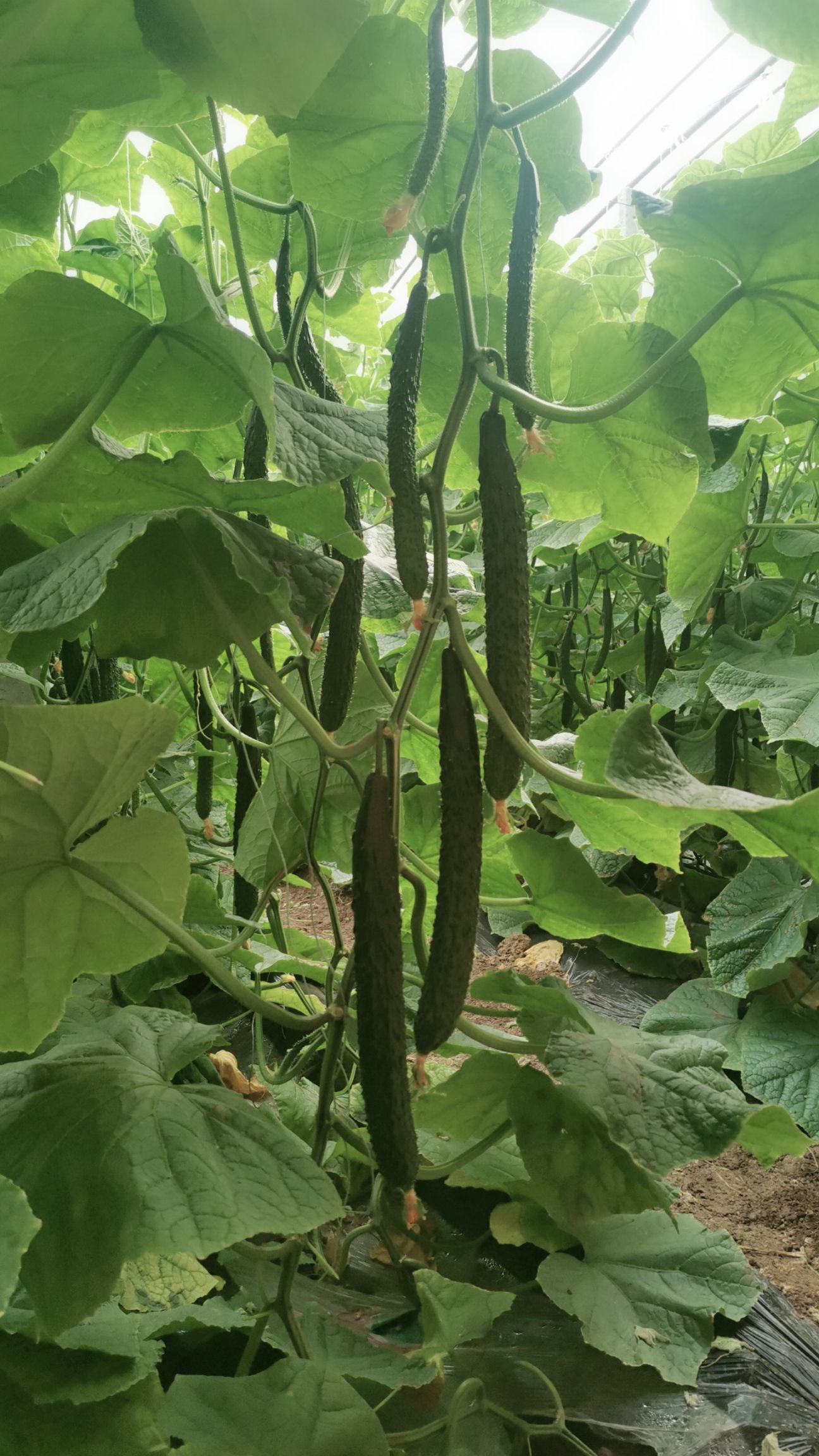 黄瓜种苗  越冬，黑油亮黄瓜德瑞特9号