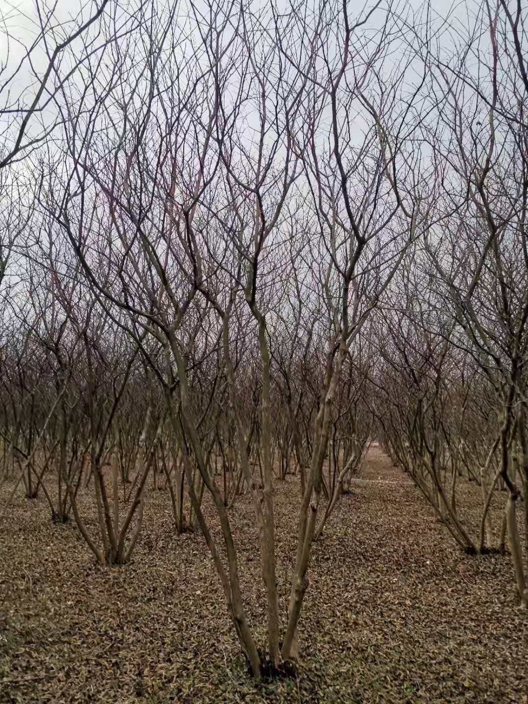 丛生紫薇、基地直供有需要的联系我