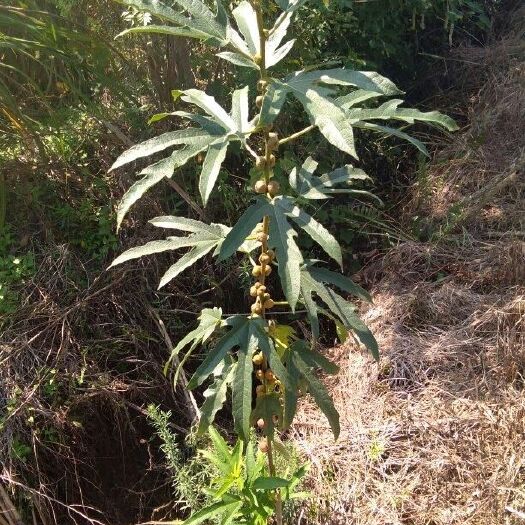 贺州广西大山深里的五指毛桃鲜货