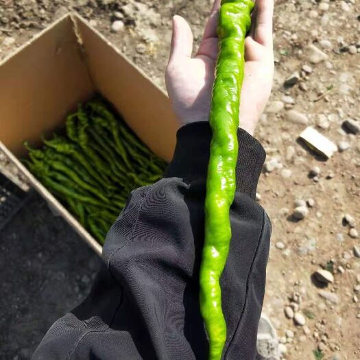 冕宁县螺丝椒，长白大葱，各种蔬菜！