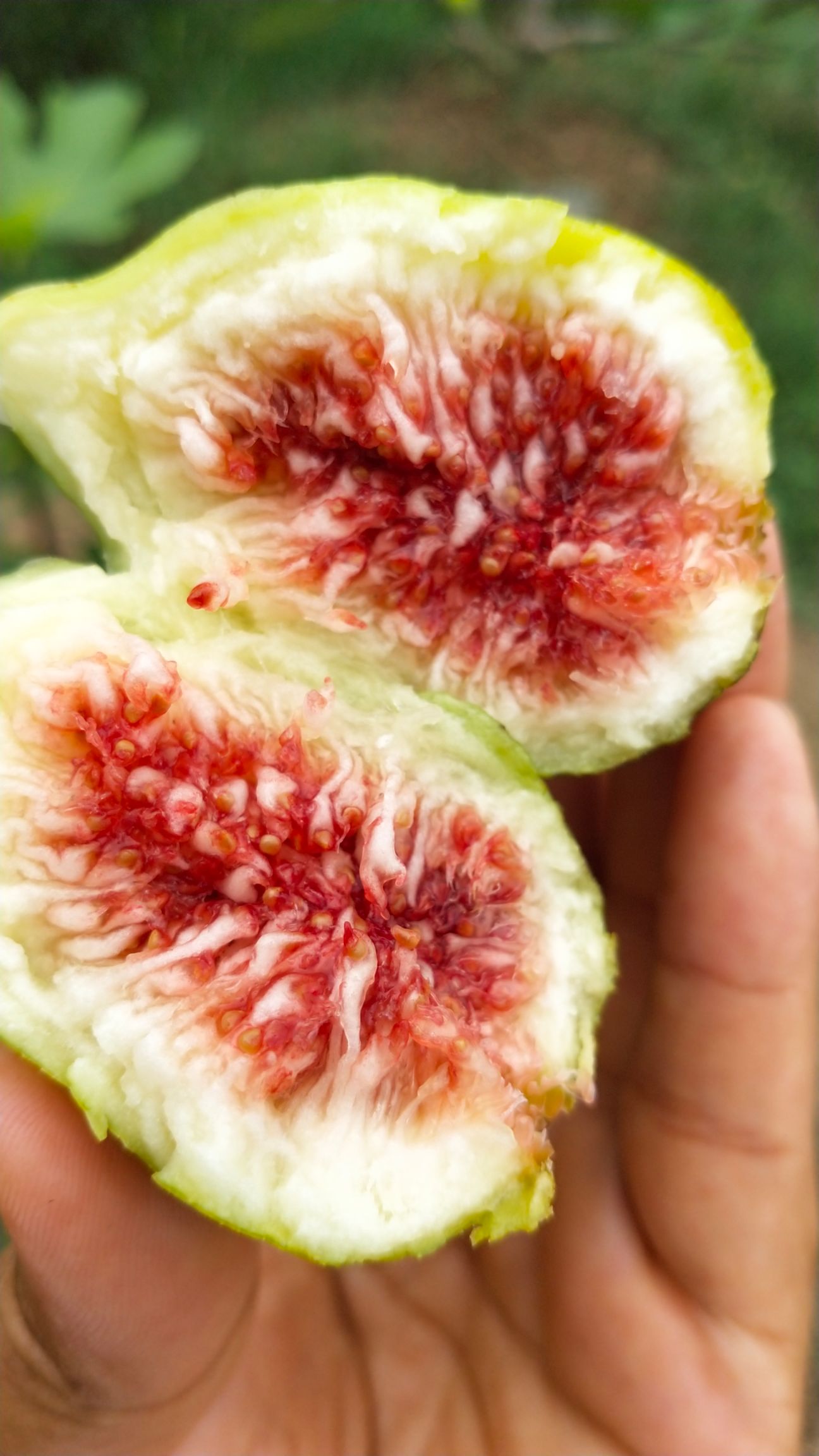 青皮无花果树苗  自家果园大面积青皮无花果苗出售