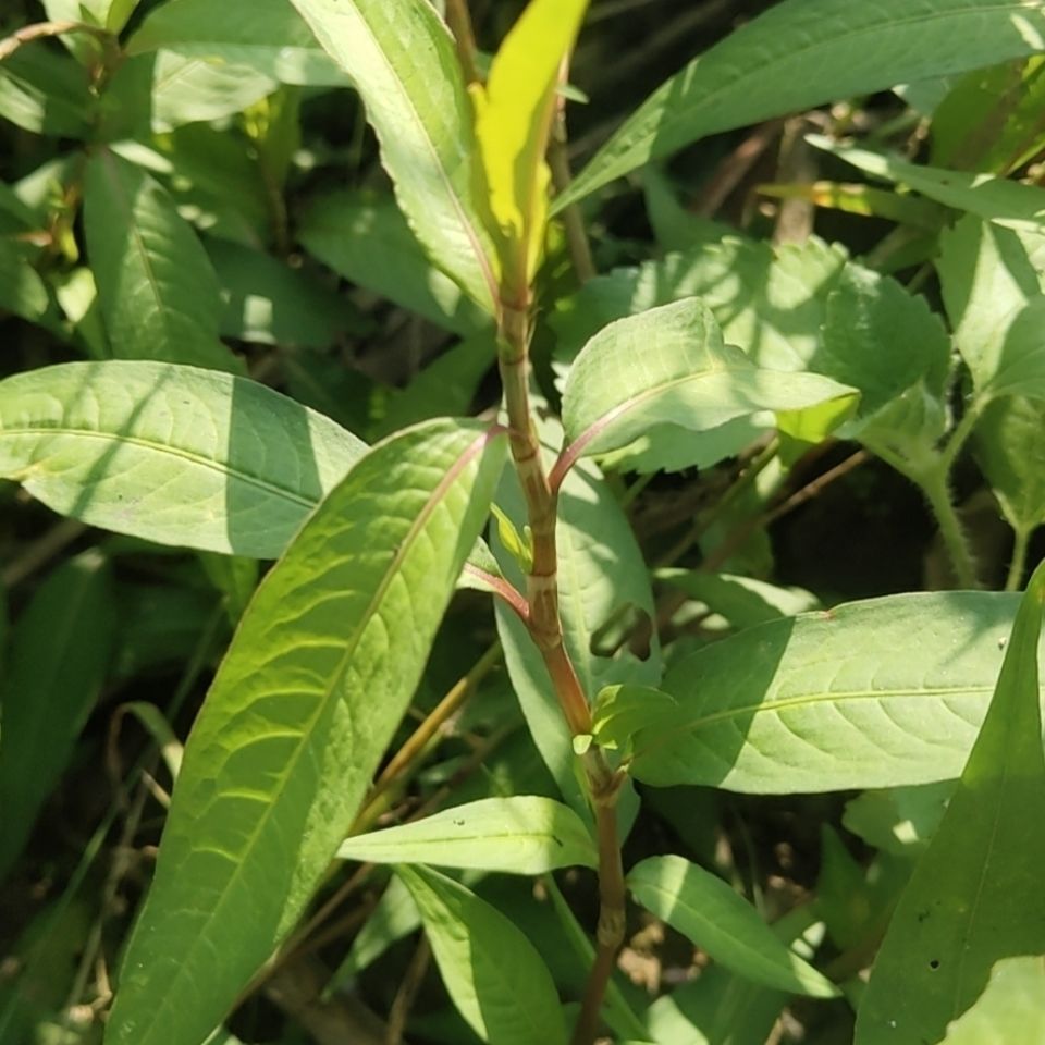 香柳种苗香辣蓼苗 叻沙叶鱼生草苗拉沙叶苗傣族泰国香料