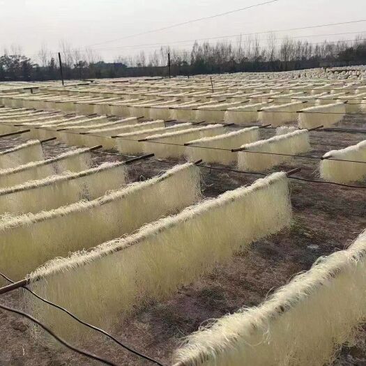 成都红薯粉 2021新产品跑江湖地摊热卖货源 豌豆粉丝10元模式