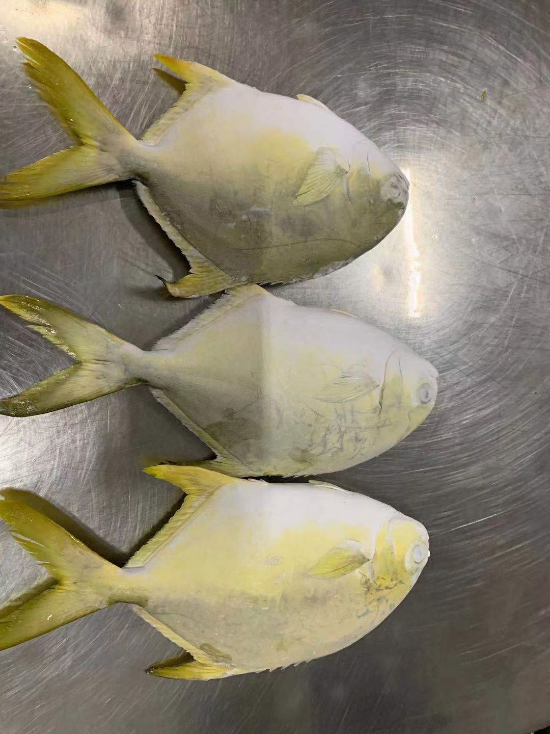 北部湾深海天然网箱金鲳鱼，肉质细腻 营养丰富，适合各类餐饮