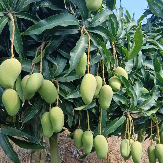 乐东县台农芒 各种芒果出售红金龙金黄芒