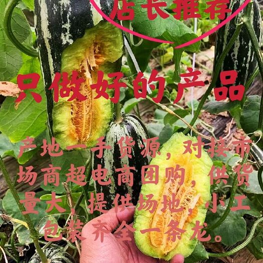 潍坊博洋甜瓜  博洋9号甜瓜大量供应中货源充足价格便宜，电商平台