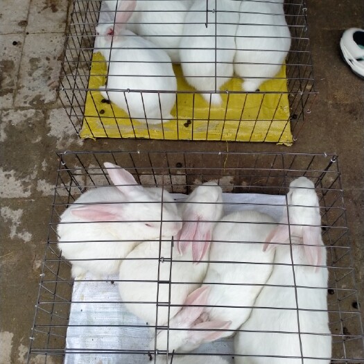 嘉祥县八点黑 肉兔种兔量大从优