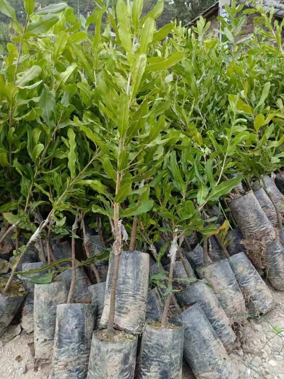 夏威夷果苗  澳洲坚果苗、澳洲坚果桂热一号嫁接苗、坚果OC嫁
