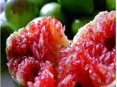 青皮无花果树苗  自家果园大面积青皮无花果苗出售