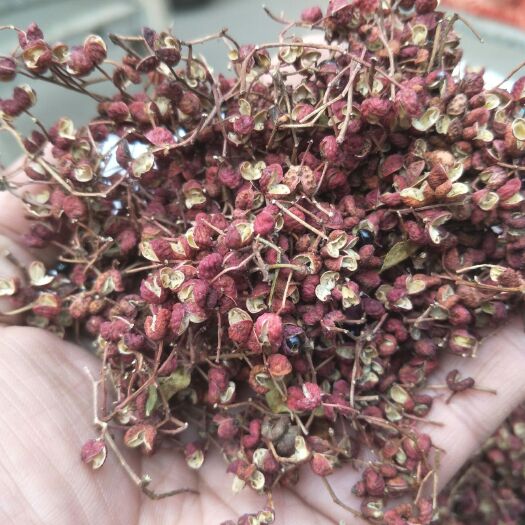 磁县红花椒 花椒花椒花椒花椒花椒花椒花椒花椒