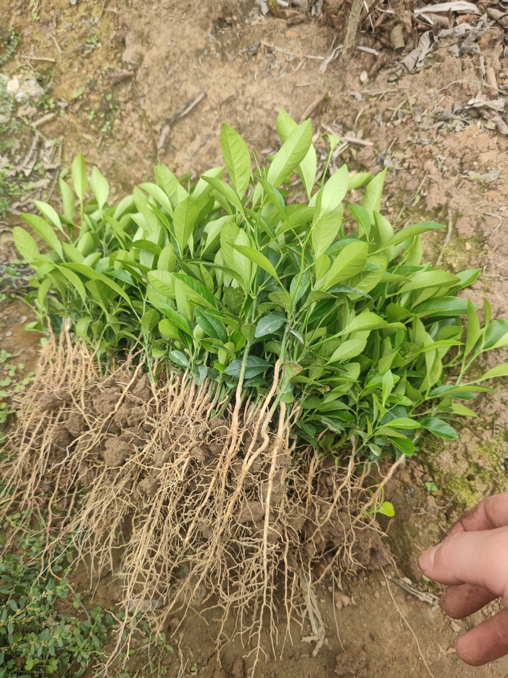 柠檬实生苗红柠檬芽苗土柠檬直生苗柠檬苗