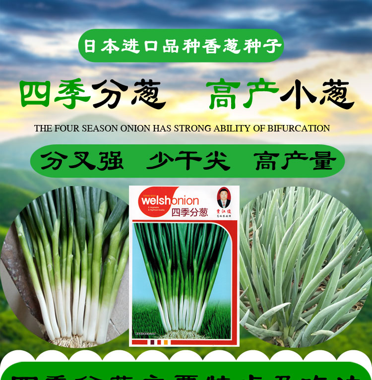 山东四季分葱种子，葱籽，小分葱，小香葱种子，