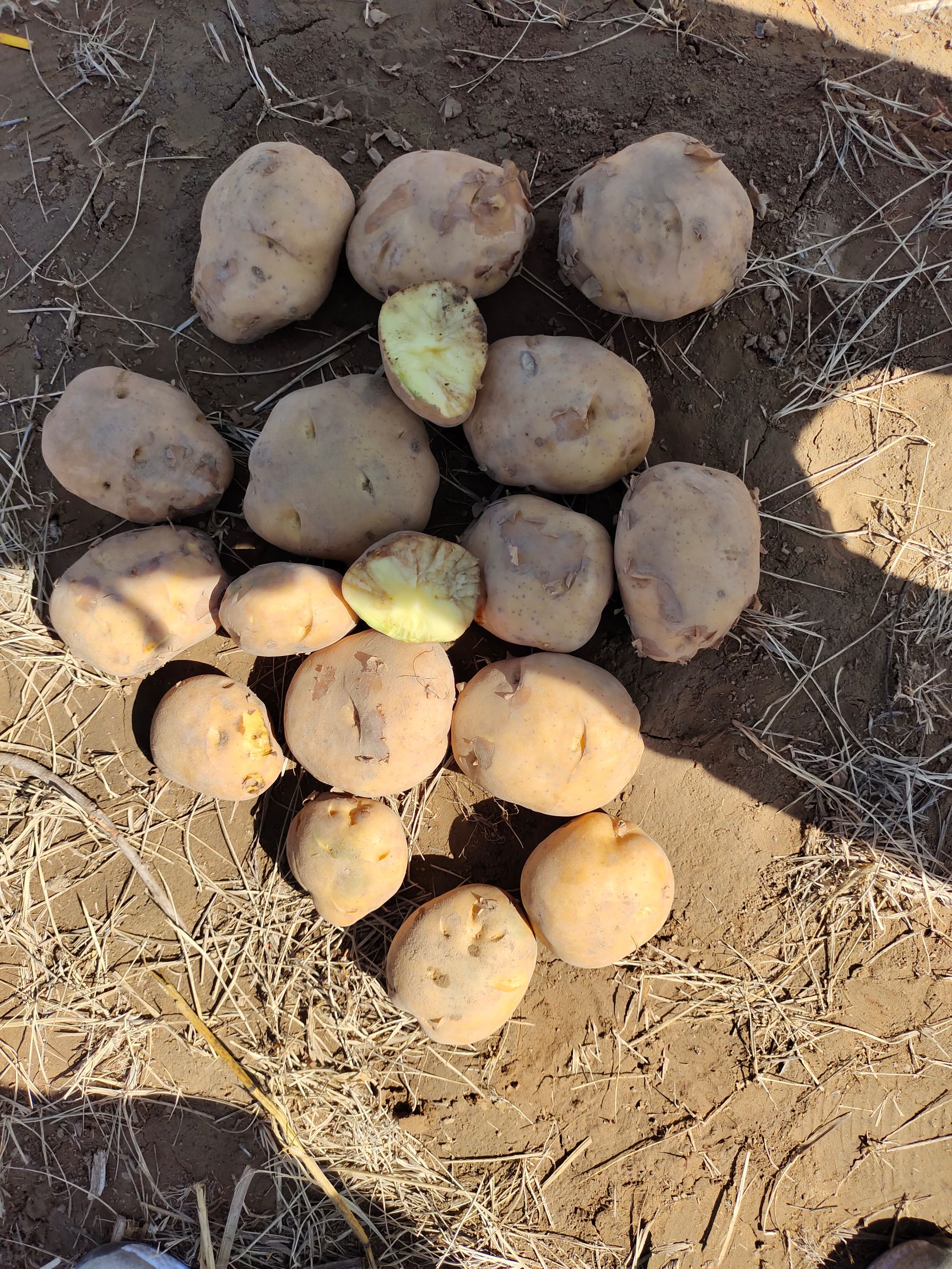 黄心土豆  山西忻州河曲，黄土高原产地土豆销售中