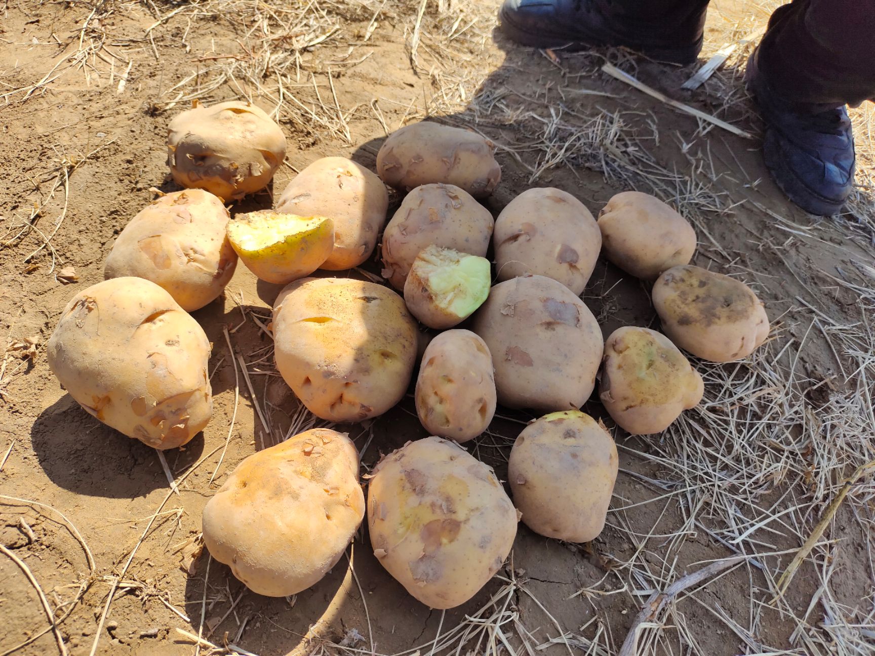 黄心土豆  山西忻州河曲，黄土高原产地土豆销售中