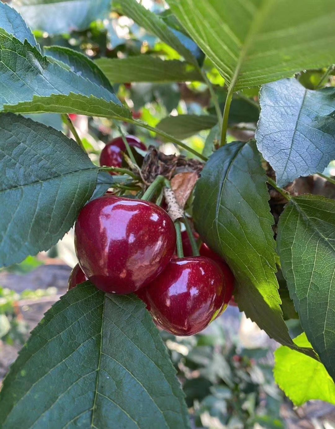 俄罗斯8号樱桃苗  自家种植嫁接  保证纯度  成活率高