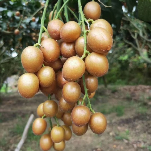 灵山县贵妃黄皮果苗 