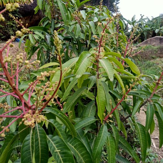 灵山县金煌芒果苗  荔枝苗，黄皮苗，芒果苗等各品种