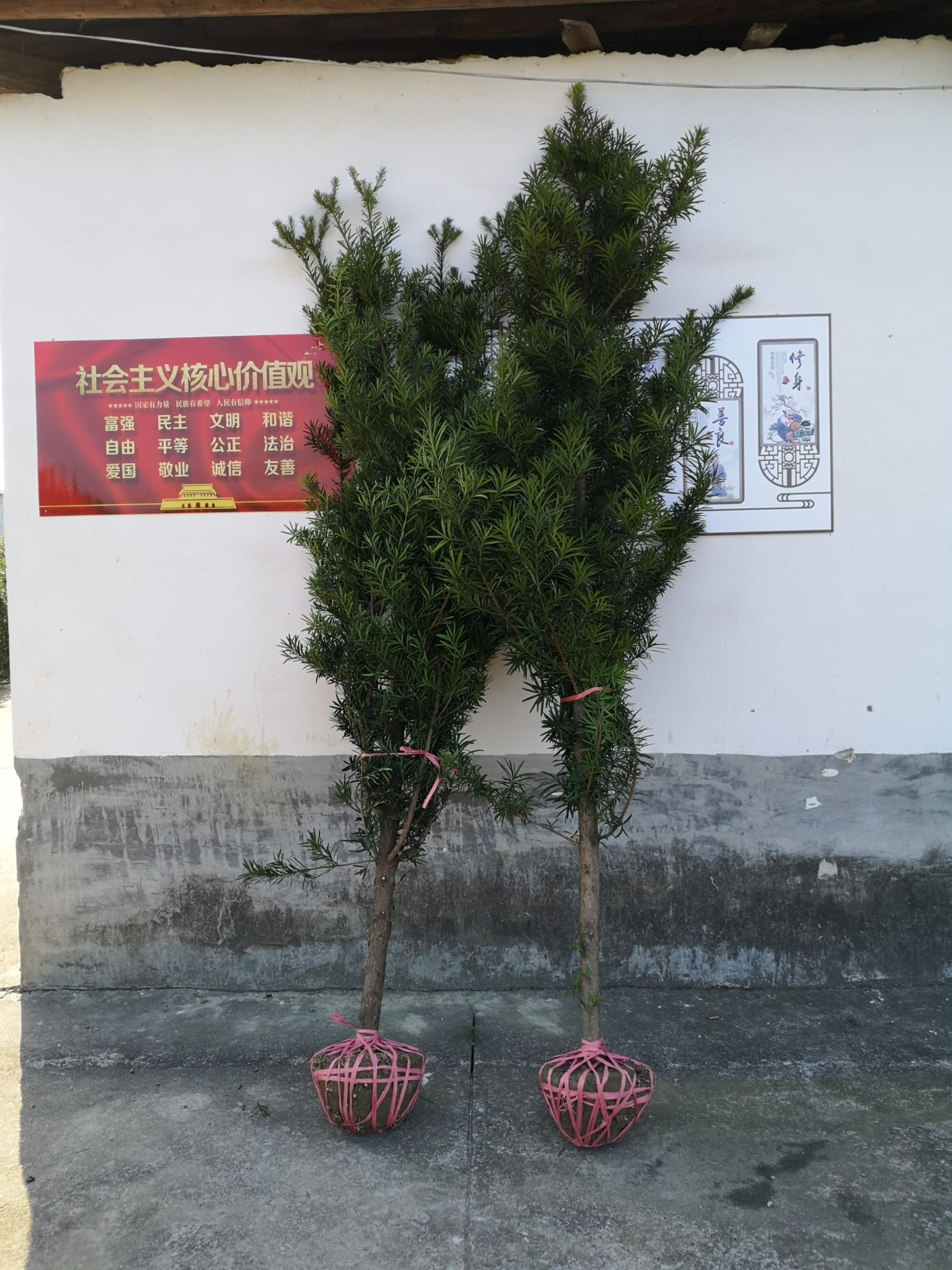 罗汉松基地直销罗汉松树大中叶罗汉松可造型包邮