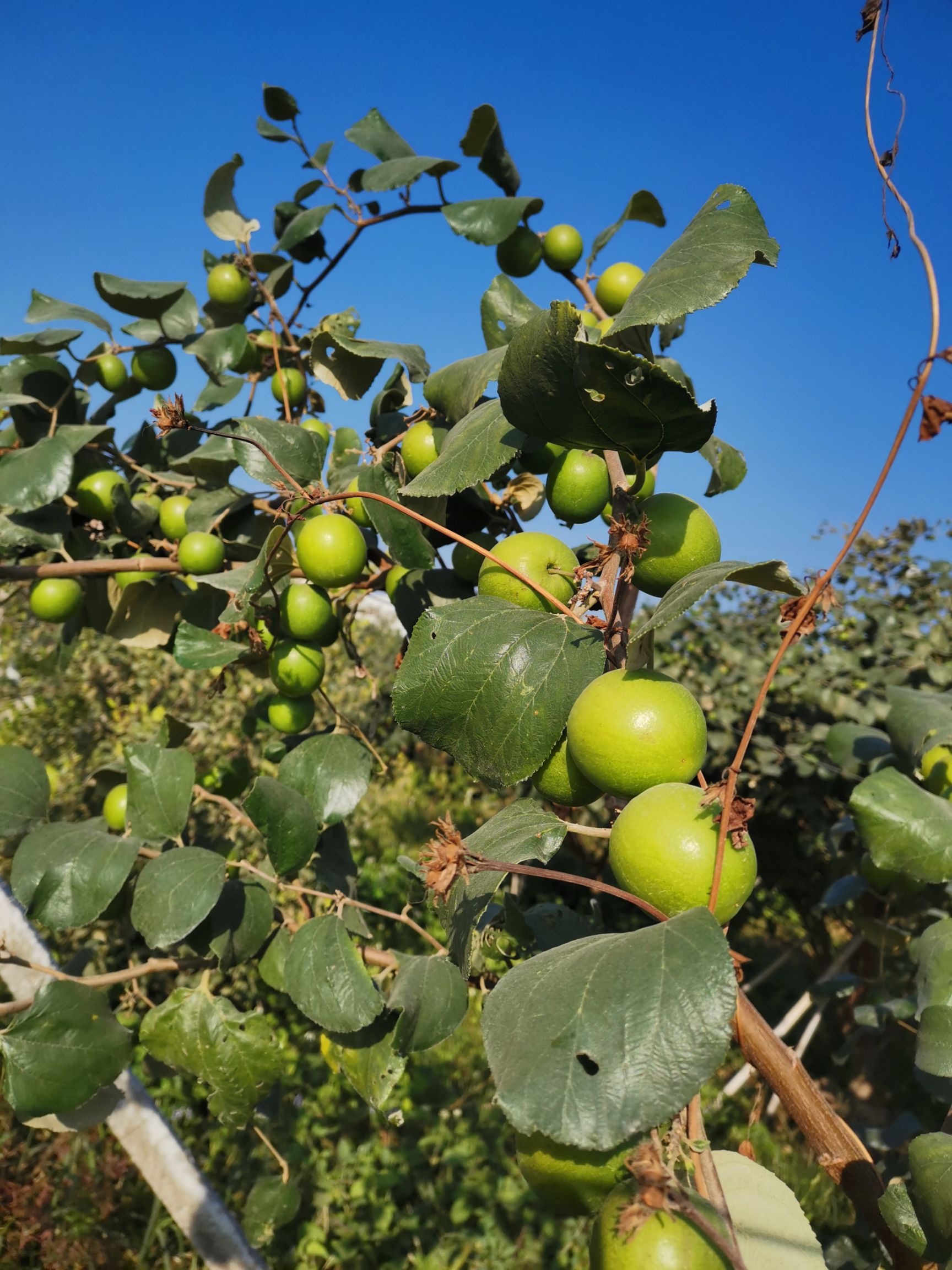 青枣 生态春雪蜜枣