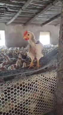 莘县脱温鸡苗  丰阳禽业现有良凤花黄母青脚麻天露麻四新麻六公，上