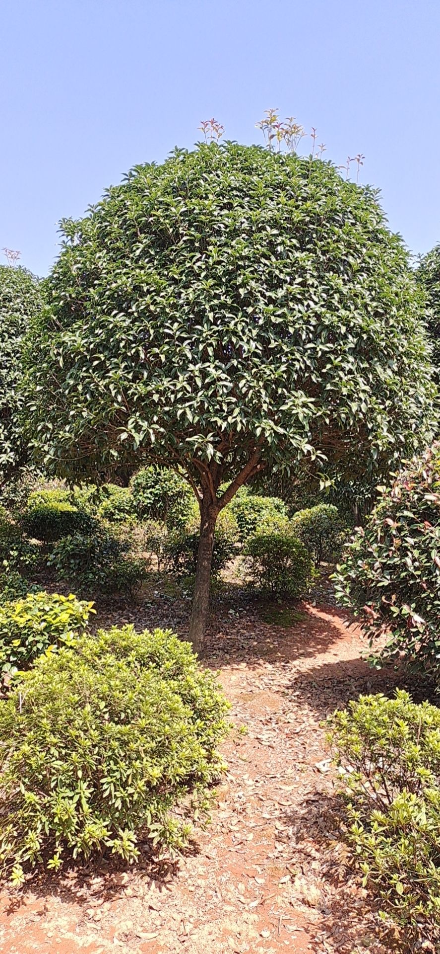 八月桂，桂花树，庭院精选，现场实拍，长期供应