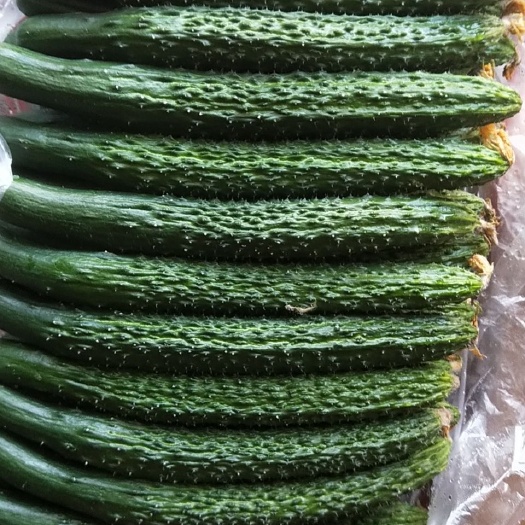 大同 高质量亮皮绿瓤黄瓜