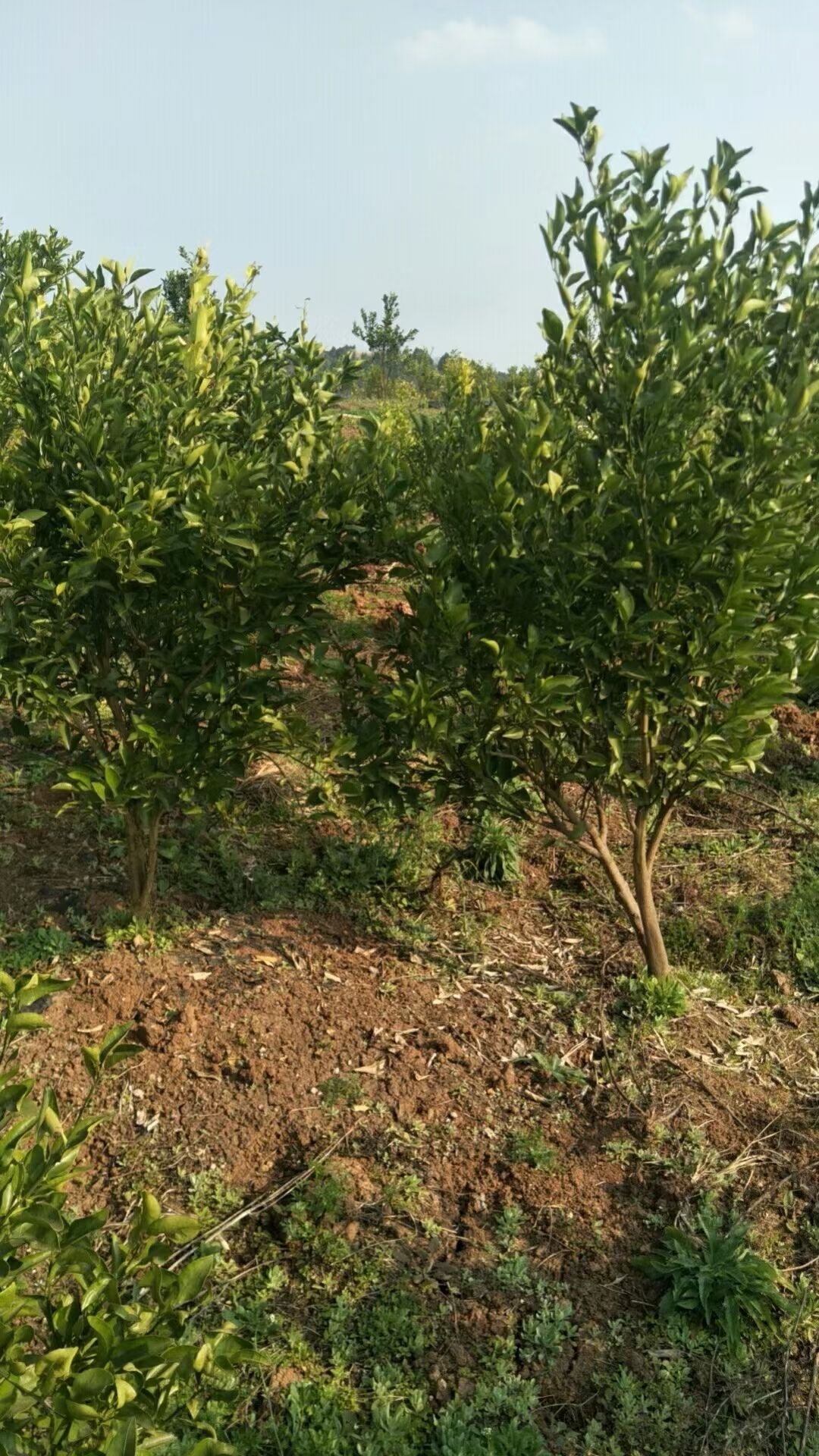 耙耙柑桔苗 春見耙耙柑苗木成年樹,3公分左右已上線,大量現貨,一手