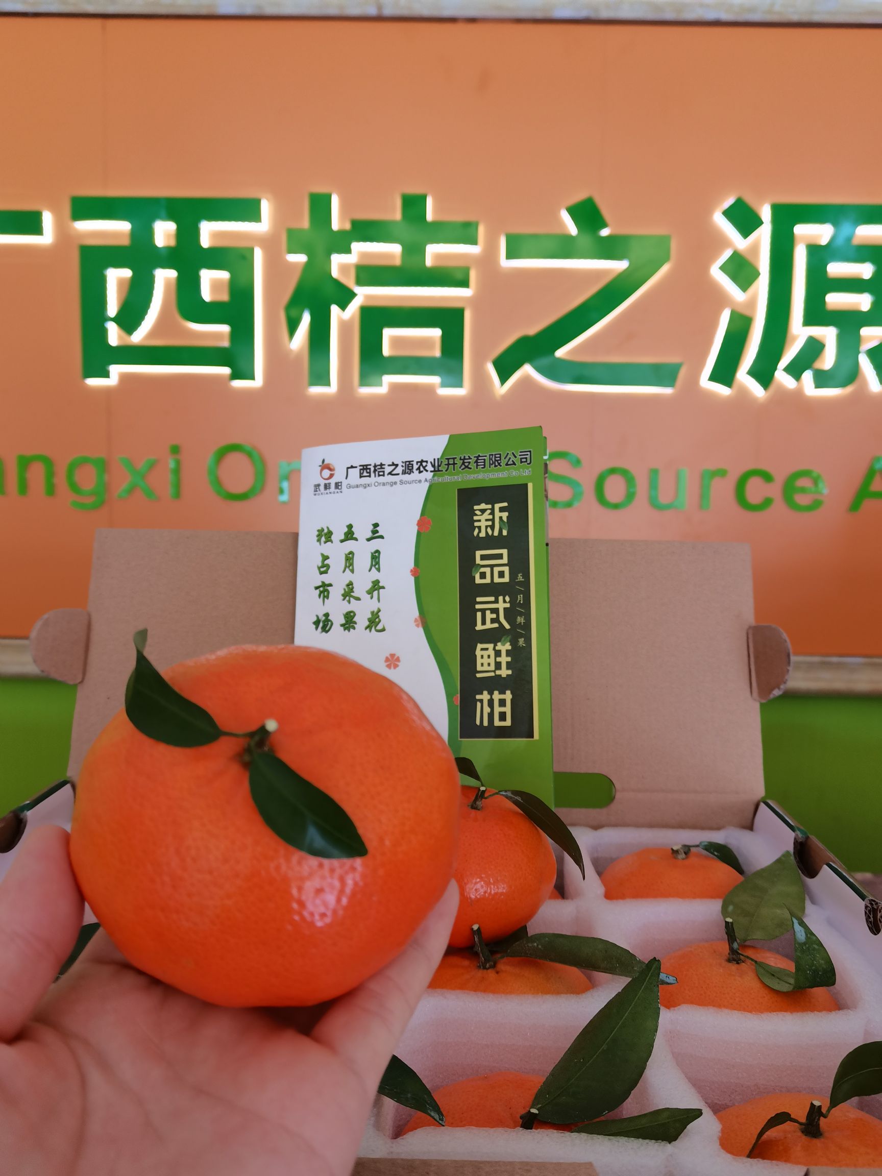 柑桔 武鲜柑 5月鲜果 化渣 爆汁 脆口 柑橘