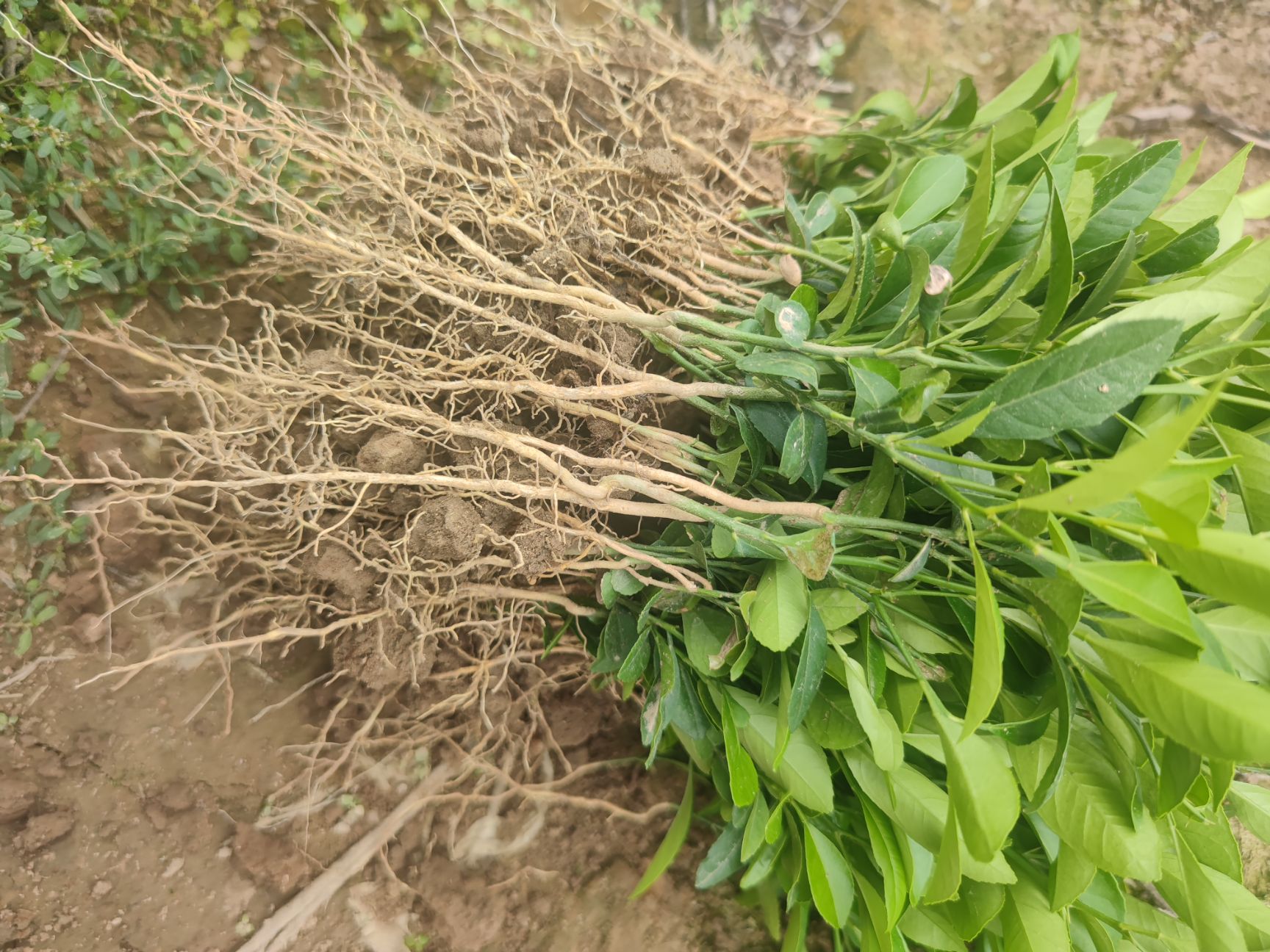 柠檬实生苗红柠檬芽苗土柠檬直生苗柠檬苗
