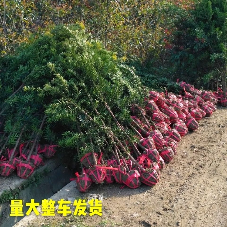 罗汉松基地直销罗汉松树大中叶罗汉松可造型包邮