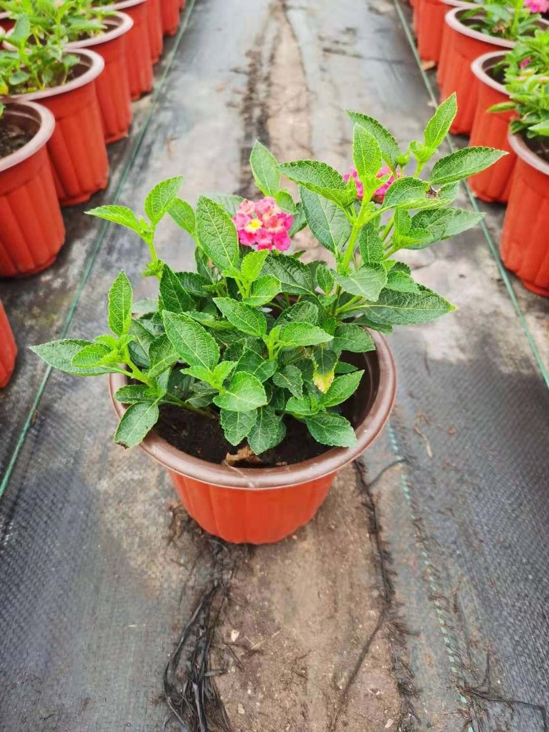 马缨丹盆栽 五色梅 黄色 红色 多种颜色，多种盆型