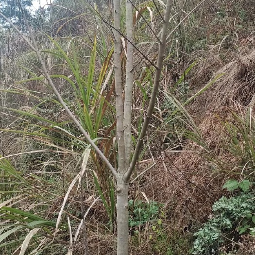 凤凰县美国红枫