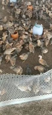 良凤花鸡苗  脱温中鸡，长期供应青脚麻母，良凤花，文昌公，土二公，青远麻，