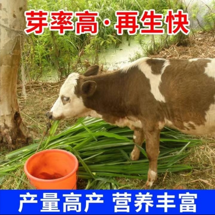 牧草王草种耐旱耐贫产量高适宜性强南北均可种植