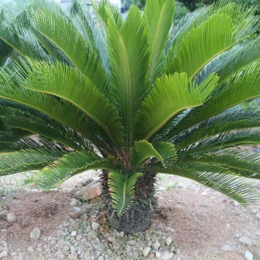上林县苏铁盆栽 铁树盆景铁树小苗客厅盆栽四季常青绿植庭院办公室防辐射净化空气